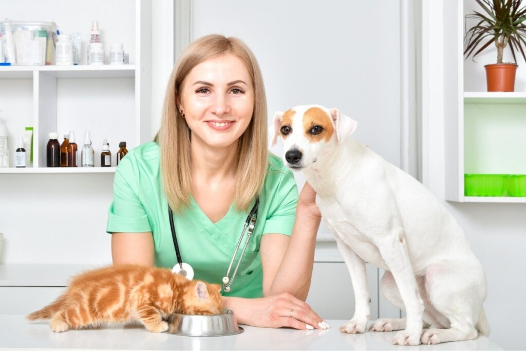 A nutrição veterinária desenvolve dietas personalizadas para animais com necessidades específicas (Imagem: Sonsedska Yuliia | Shutterstock)