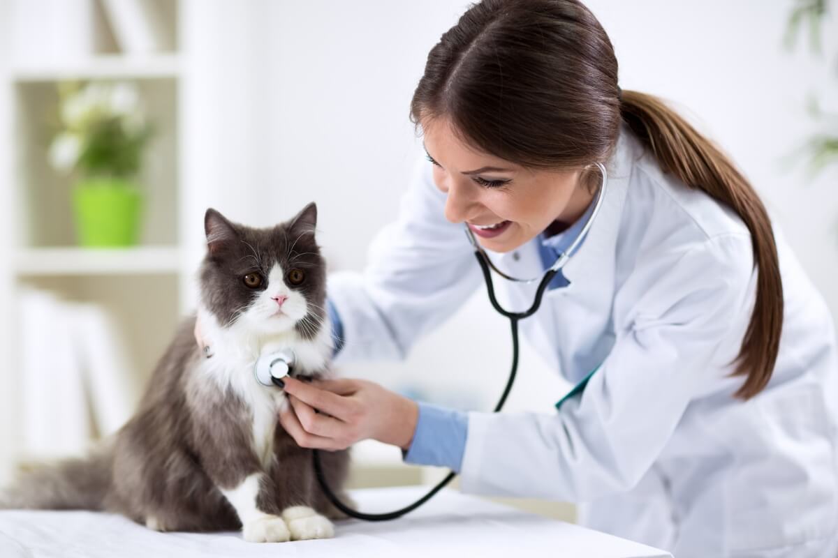 O médico-veterinário desempenha um papel essencial na saúde dos animais e, atualmente, 17 especialidades são reconhecidas na área (Imagem: didesign021 | Shutterstock)