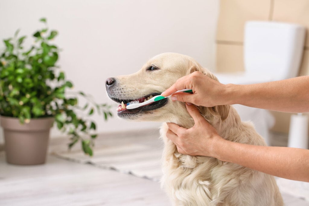 Escovar os dentes dos cães com frequência ajuda a prevenir problemas bucais (Imagem: Pixel-Shot | Shutterstock)