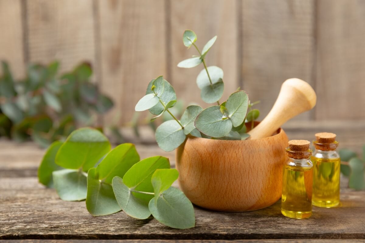 O eucalipto é uma planta com propriedades medicinais (Imagem: Avocado_studio | Shutterstock)