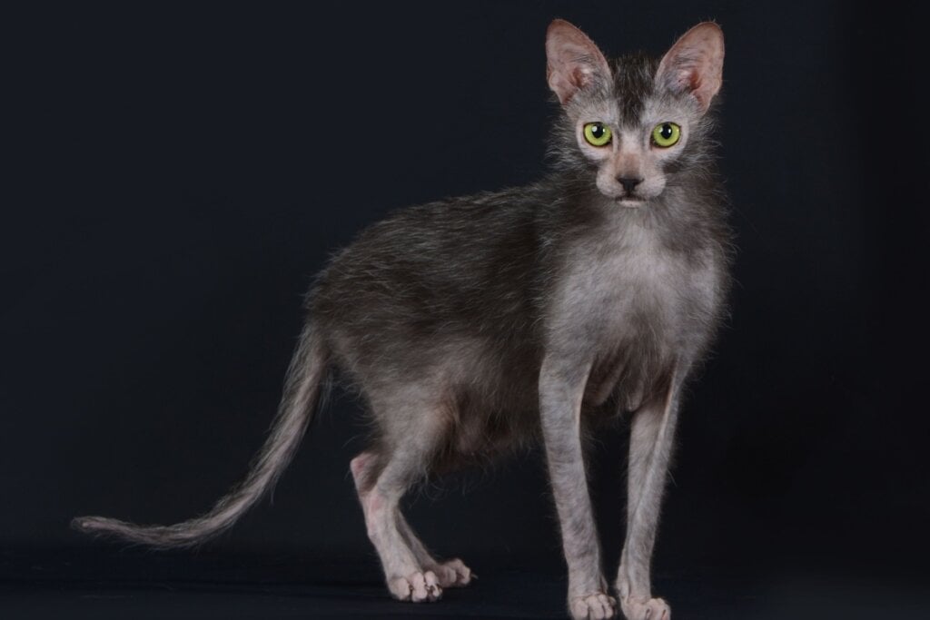 &Eacute; importante que o tutor esteja atento &agrave; sa&uacute;de do lykoi devido &agrave; aus&ecirc;ncia de pelos (Imagem: Cicafotos | Shutterstock)