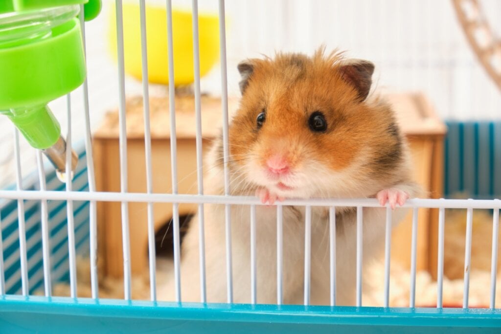 &Eacute; importante que a gaiola do hamster simule o seu habitat natural (Imagem: TShaKopy | Shutterstock)