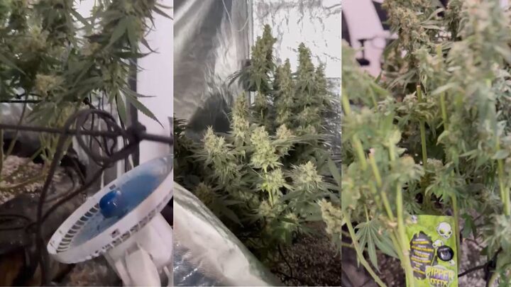 "Maconha gourmet" era produzida (Foto: Polícia Civil de Joinville, Divulgação)