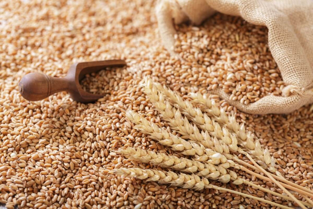 O trigo pode ser incorporado de maneira saudável na dieta (Imagem: Nitr | Shutterstock)