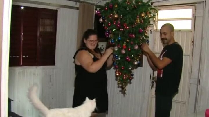 Família coloca Árvore de Natal de ponta cabeça para evitar "ataque" de gatos em SC