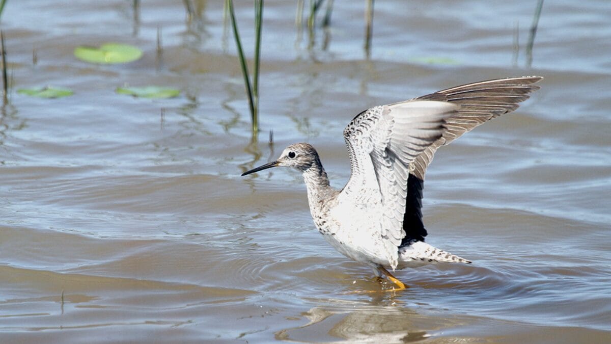 Aves