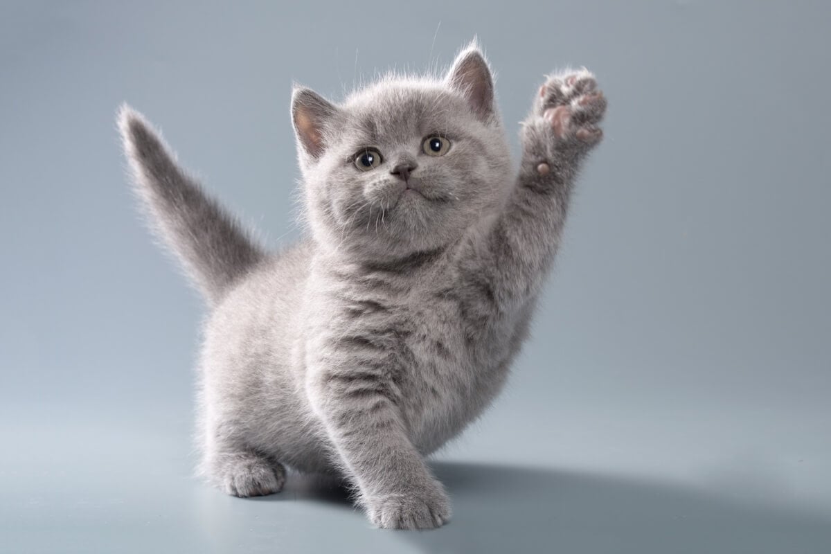 Algumas raças de gatos se destacam por sua aparência encantadora (Imagem: OksanaSusoeva | Shutterstock)