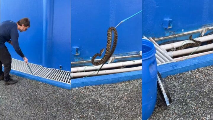 Cobra foi resgatada em Jaraguá do Sul, Santa Catarina (Foto: Christian Raboch, Reprodução)