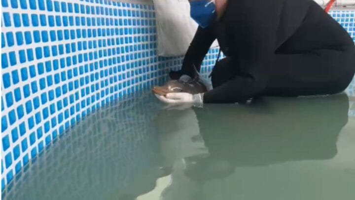 Filhote de toninha resgatado em Balneário Arroio do Silva