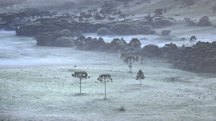 Geada em pleno verão (2)