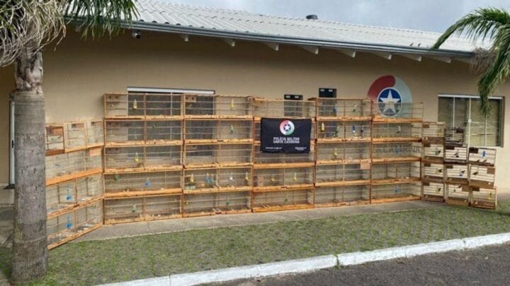 Canários-da-terra em Lages são recuperados pela PMA.