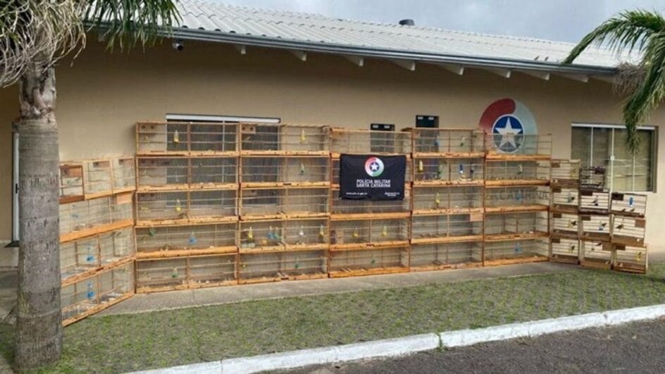 Canários-da-terra em Lages são recuperados pela PMA.