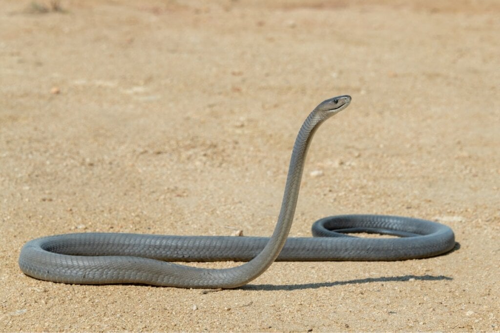 A mamba-negra pode atingir até 4,5 metros de comprimento e é extremamente rápida (Imagem: Craig Cordier| Shutterstock)