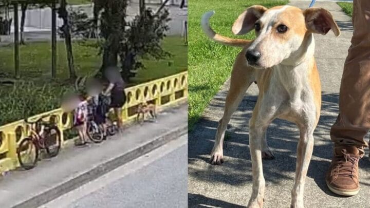 Cachorro Jorge foi jogado de ponte em Joinville (Foto: Polícia Civil/ A Notícia)