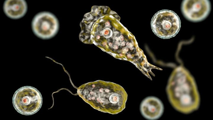 Naegleria fowleri
