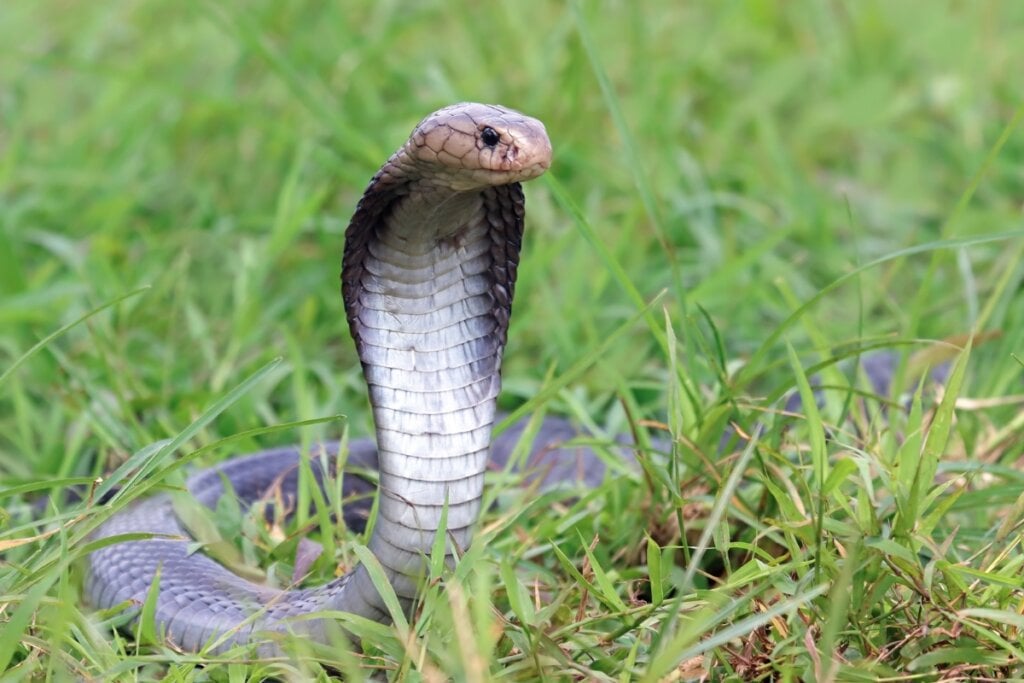 Apesar de perigosa, a naja prefere fugir de confrontos (Imagem: Kurit afshen | Shutterstock)