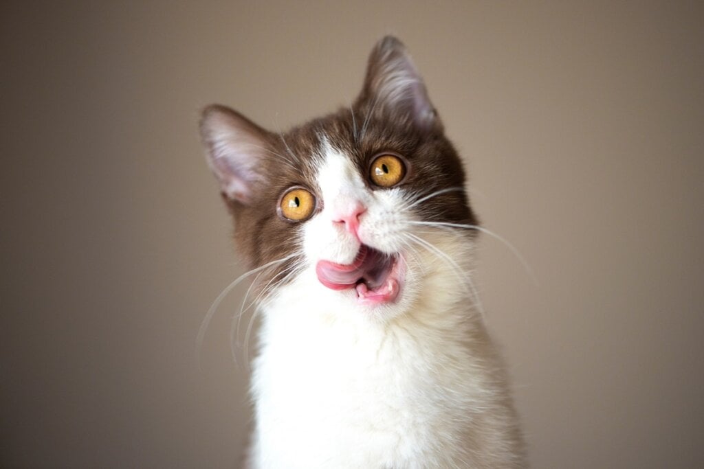 Wiil é o nome perfeito para gatos que possuem uma aura serena e reconfortante (Imagem: Zelma Brezinska | Shutterstock)