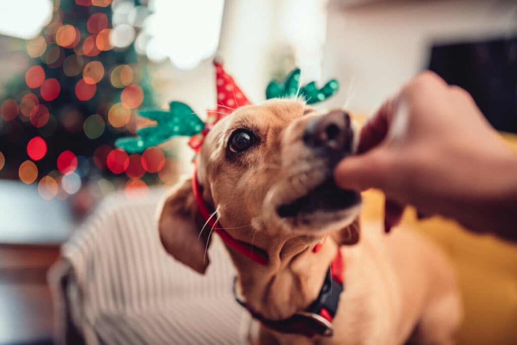 Alimentos gordurosos, como carne de porco, podem causar vômito e diarreia nos cachorros (Imagem: Zivica Kerkez | Shutterstock)