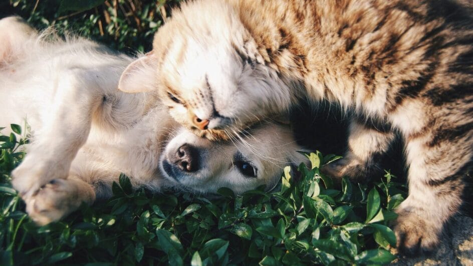 RG dos pets Cadastro Nacional de Animais Domésticos
