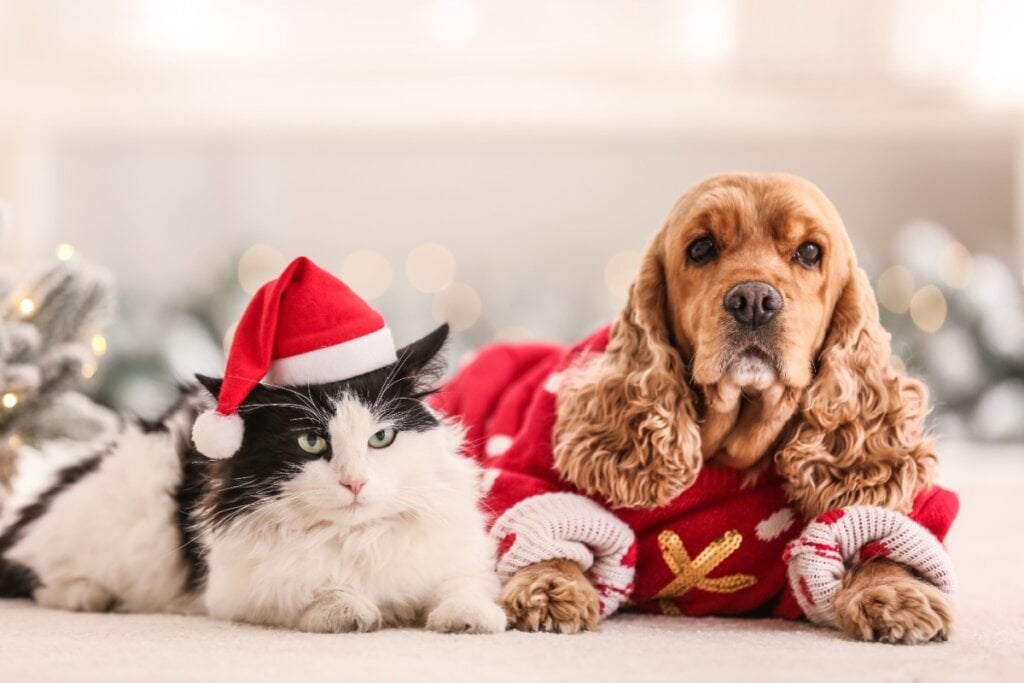 A inclusão de acessórios temáticos representa uma forma delicada de envolver os pets no cenário natalino (Imagem: New Africa | Shutterstock)
