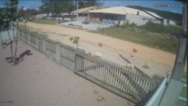 Rua é “infestada” por bando de Lulus da Pomerânia após portão abrir cachorros fugiram em SC