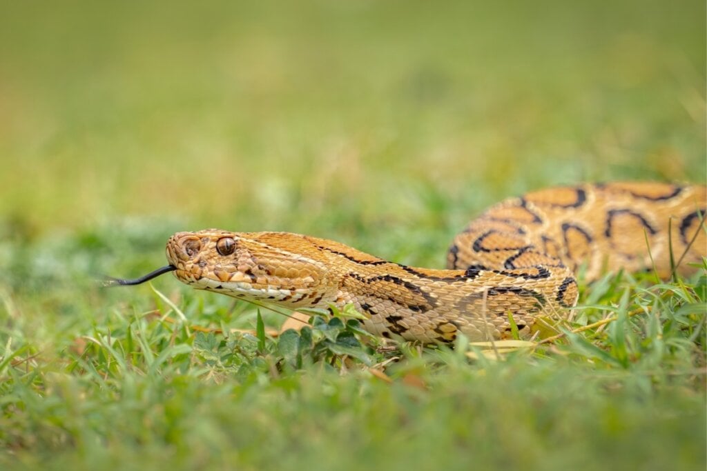 A víbora-de-Russell é considerada uma das cobras mais perigosas devido à sua proximidade com áreas urbanas (Imagem: Sheril Kannoth | Shutterstock)