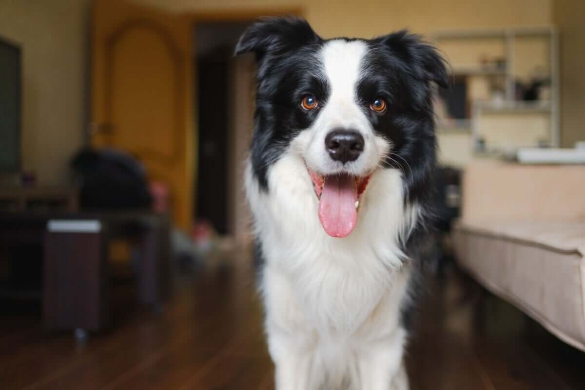 A coceira é um processo natural dos cães, mas o tutor deve ficar atento (Imagem: Julia Zavalishina | Shutterstock)