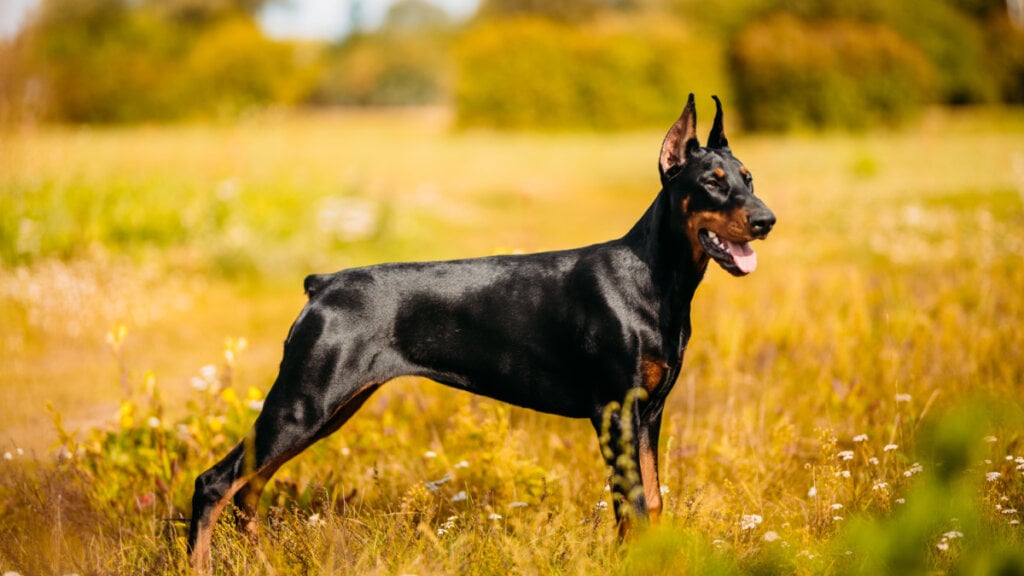 Daenerys é um ótimo nome para uma cachorra protetora e confiante (Imagem: JELIZAVETA KARAKAJA | Shutterstock)