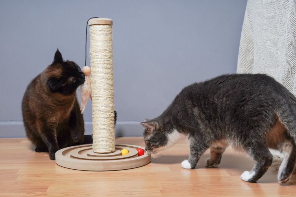 Os gatos gostam de rotina e precisam de hor&aacute;rio para alimenta&ccedil;&atilde;o, brincadeiras e descanso (Imagem: Axel Bueckert | Shutterstock)