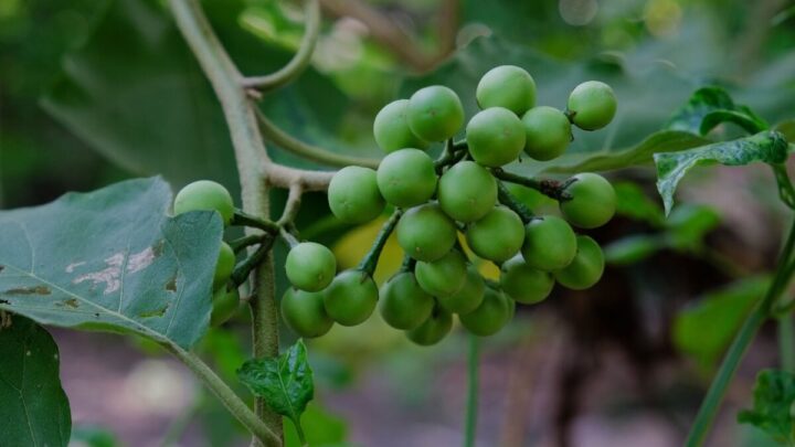 A jurubeba é uma planta medicinal tradicionalmente usada para apoiar a digestão e promover o bem-estar do organismo (Imagem: kukuh st23 | Shutterstock)