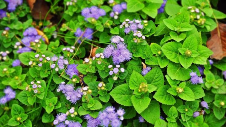 O mentrasto é uma planta medicinal que oferece diversos benefícios à saúde (Imagem: Unkas Photo | Shutterstock)