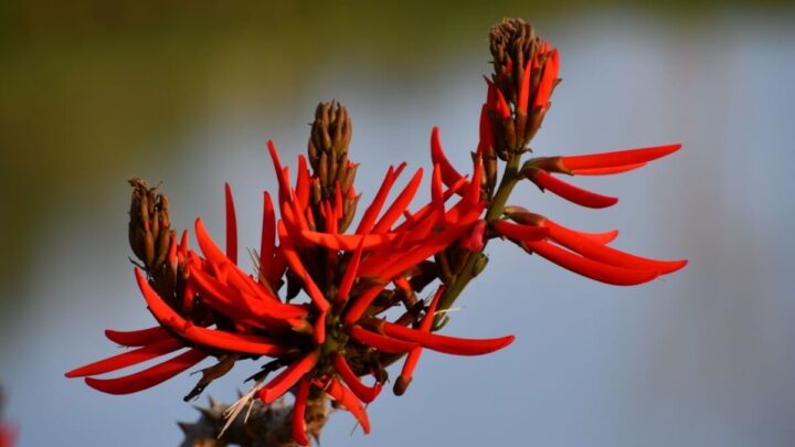 O uso da planta mulungu traz diversos benefícios para a saúde (Imagem: Valentina De Menego | Shutterstock)