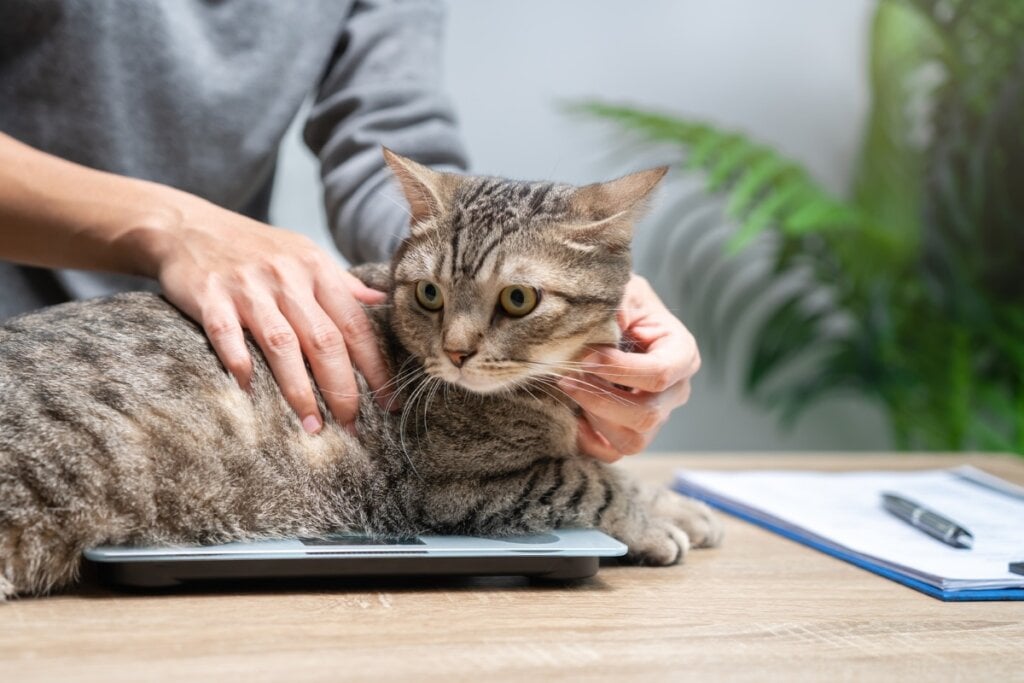 Manter  o peso dos gatos adequado evita doenças que podem reduzir a sua expectativa de vida (Imagem: NONGASIMO | Shutterstock)