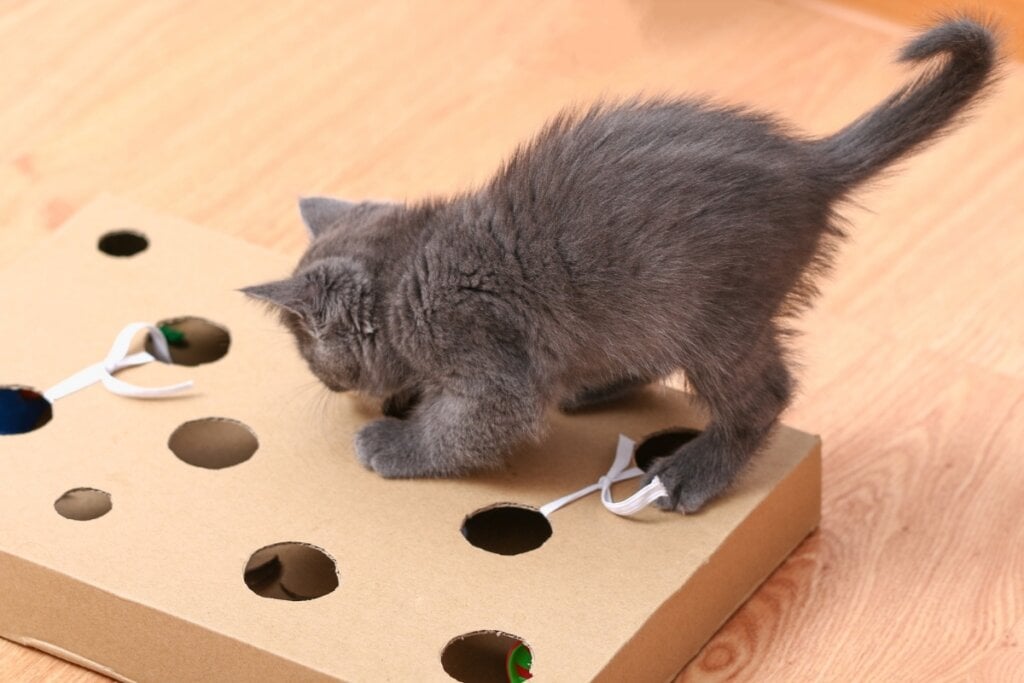 As caixas com buracos estimulam o instinto de caça dos gatos (Imagem: Olya Detry | Shutterstock)
