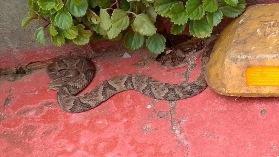 Jararaca é encontrada em residência no Oeste de SC