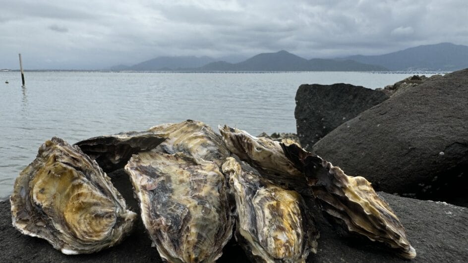 Consumo de mexilhões é proibido em praias de SC por risco de intoxicação