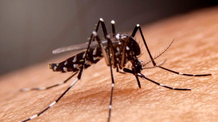 Dengue