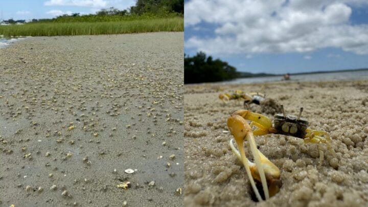 Caranguejos foram vistos juntos em praia de São Francisco do Sul (Foto: Camilli Mariano, Arquivo Pessoal)