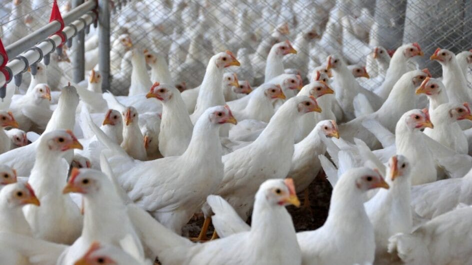 Exportação carnes