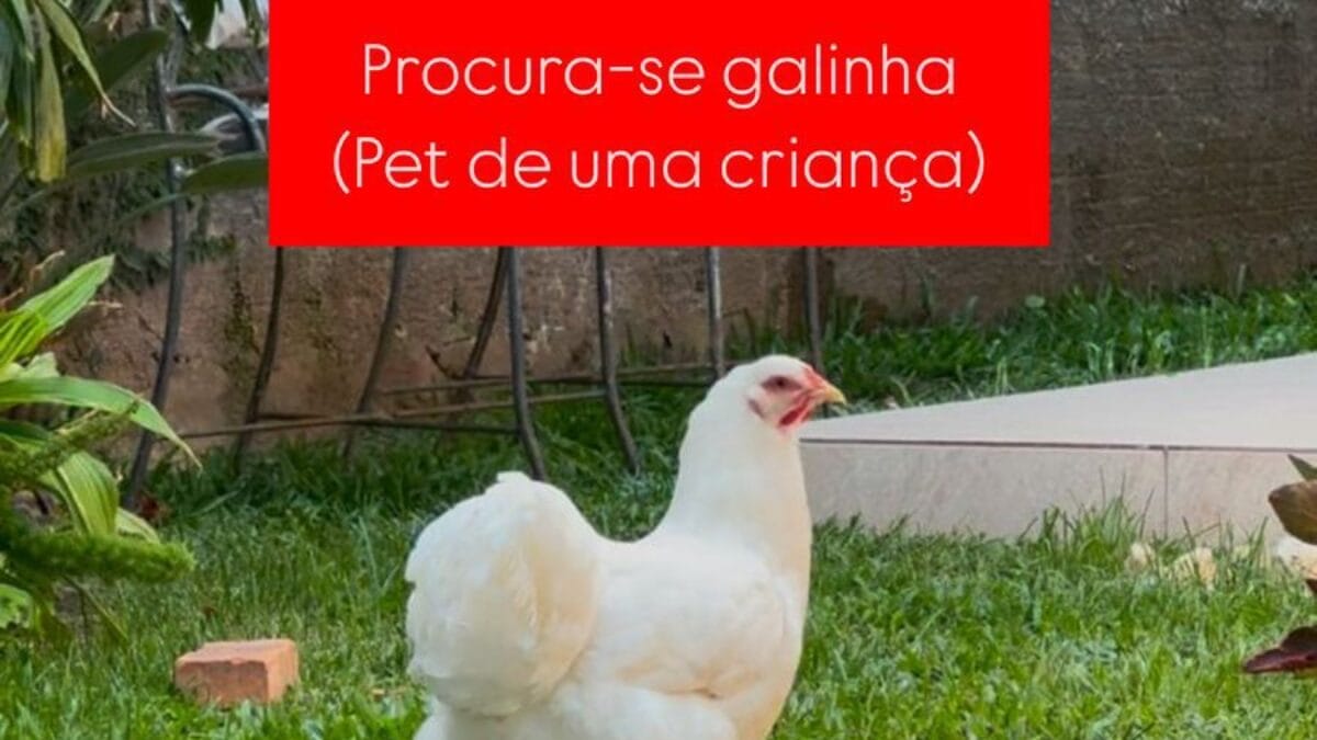 Fuga das galinhas: ave de estimação escapa de casa em Florianópolis e comove vizinhos 