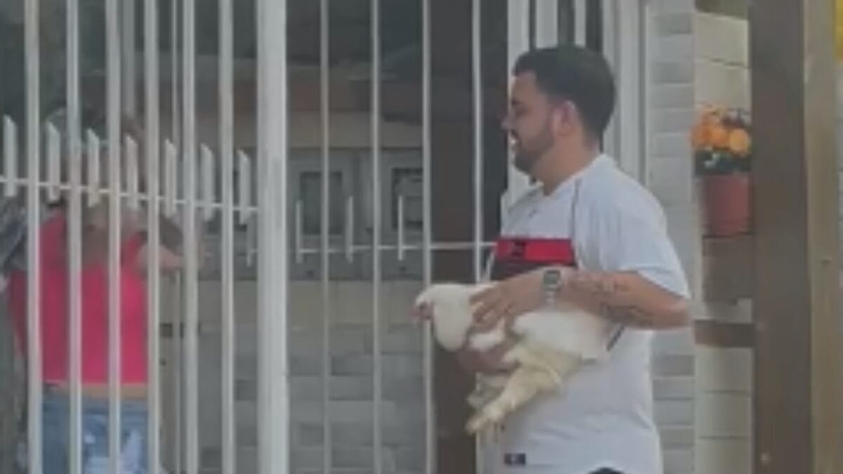 Fuga das galinhas: ave de estimação escapa de casa em Florianópolis e comove vizinhos 