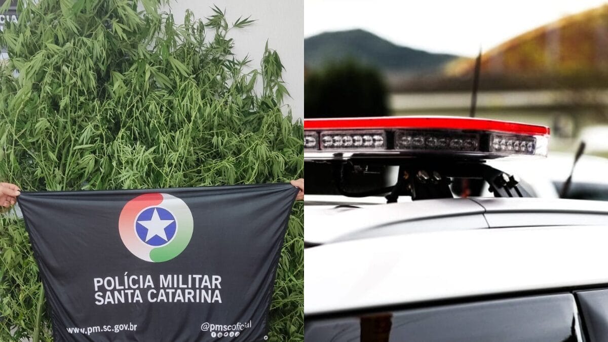Pés de maconha gigantes são encontrados em propriedade rural no Oeste de SC