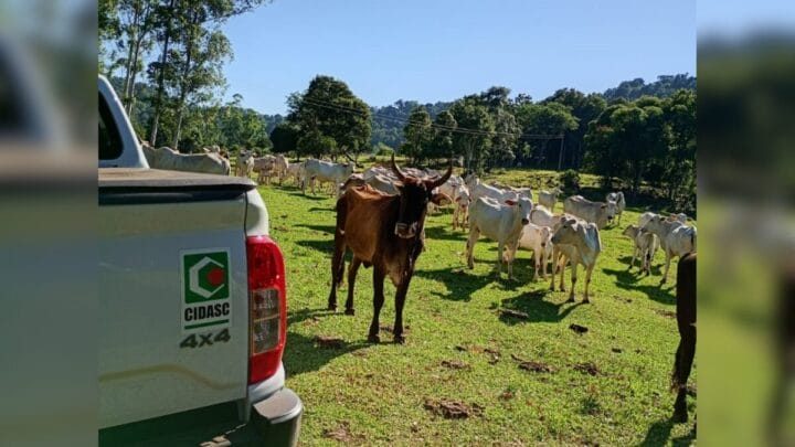 Furto de boi movimenta polícia e operação com drone no Oeste de SC