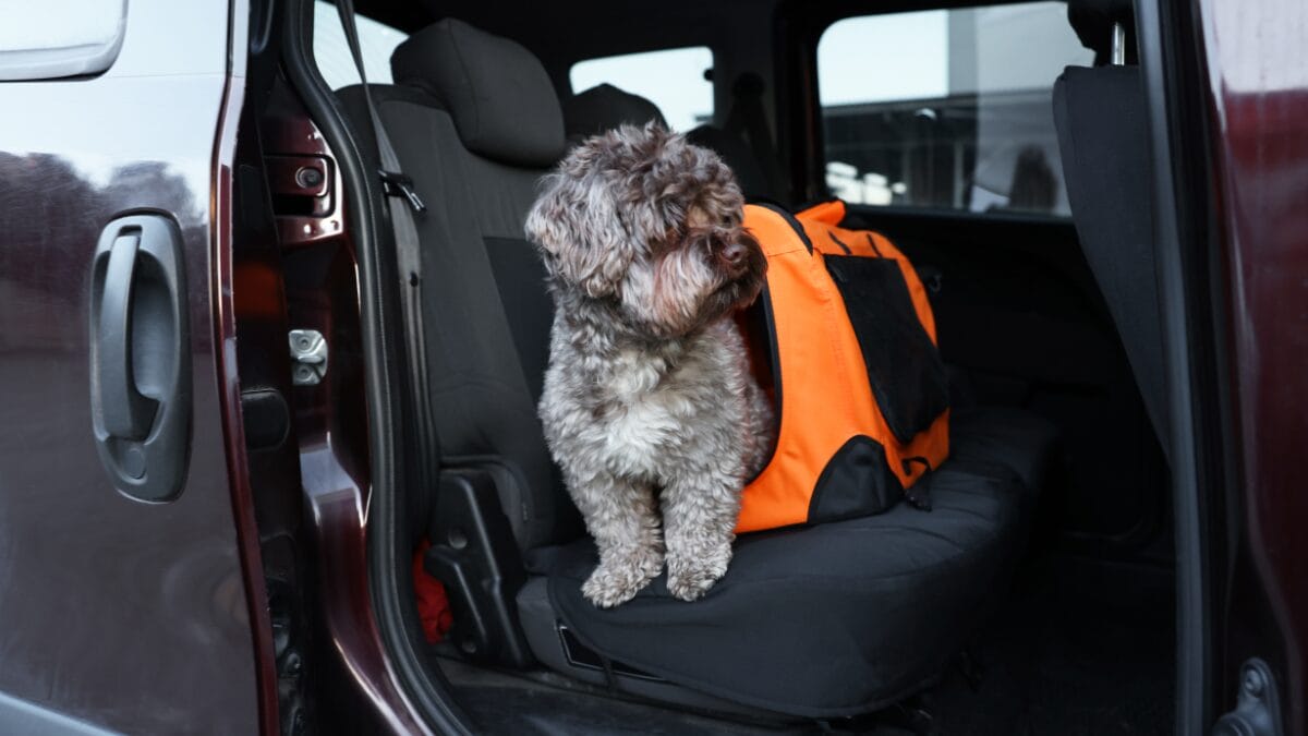Guia Prático_ Como preparar seu pet para uma viagem segura e confortável (5)