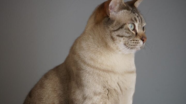 O mist australiano é o gato ideal para quem busca um pet encantador e sociável (Imagem: Atsunori Kikuchi | Shutterstock)