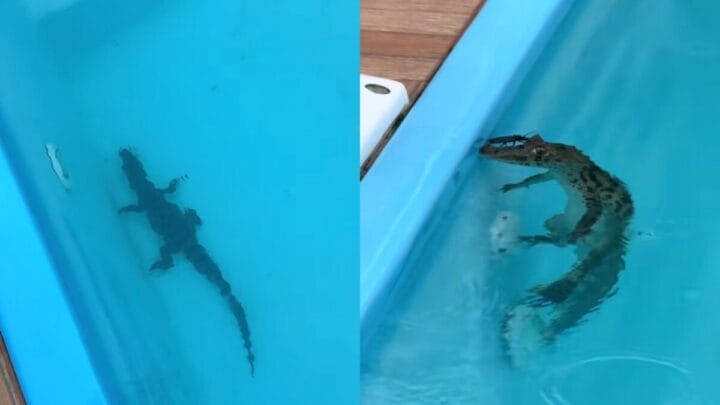 Moradora de Florianópolis amanhece com jacaré na piscina após fortes chuvas