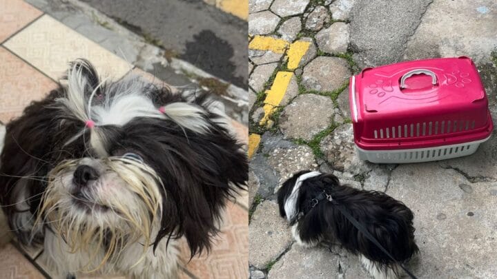 Cachorro ficou dentro de carro fechado em Balneário Camboriú (Foto: Polícia Militar, Divulgação)