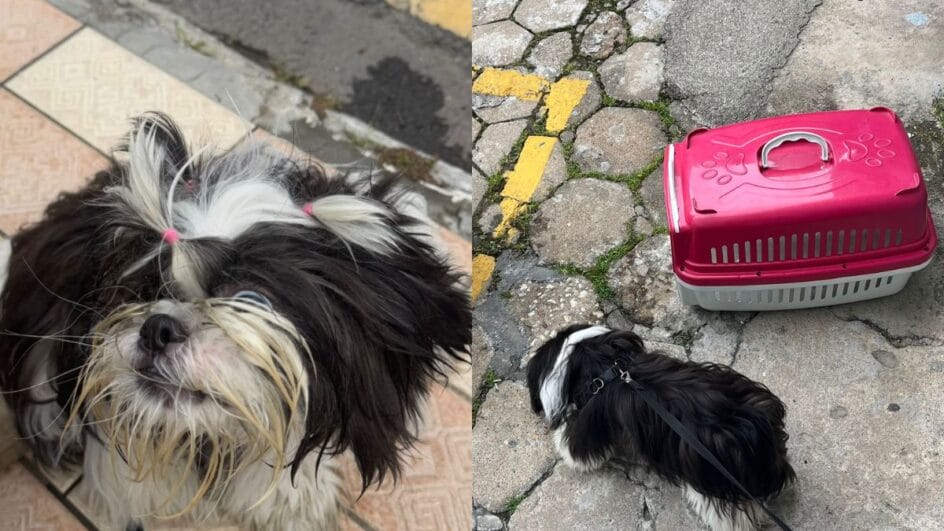 Cachorro ficou dentro de carro fechado em Balneário Camboriú (Foto: Polícia Militar, Divulgação)