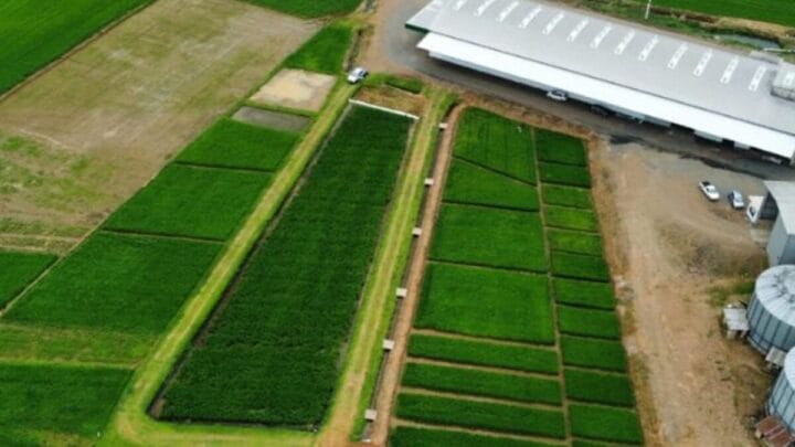 Sul de SC tem a maior produção de arroz do Estado, com mais de 60% da área plantada