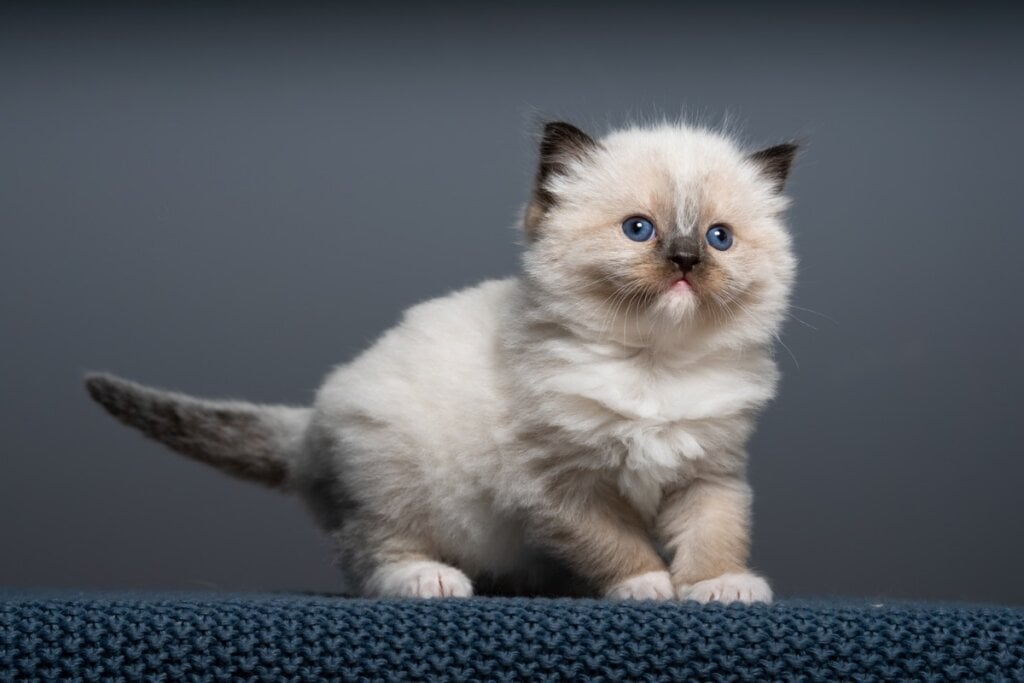 Os gatos começam a “amassar pãozinho” para estimular a produção de leite na mãe (Imagem: V. Pawtraits | Shutterstock)